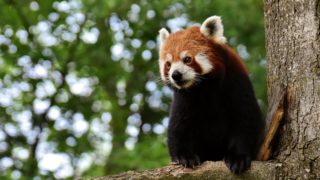 【浜松市動物園】見るだけじゃない!抱っこしたりエサをあげたり貴重な体験をしよう!